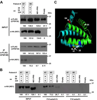 FIG 6 IAV H3N2 NS1 protein I64T mutation decreases the binding to CPSF30 without signiﬁcantly affecting the binding to dsRNA