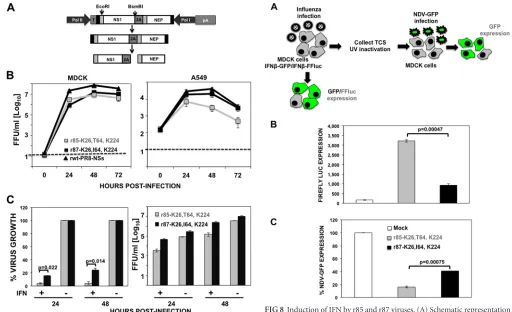 FIG 8 Induction of IFN by r85 and r87 viruses. (A) Schematic representationof the IFN-� induction bioassays