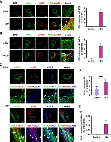 FIG 5 Intracellular localization of hCK� and the hCK�-associated viral RC on the ER. (A and B) Mock- and HCV-infected Huh7 cells were ﬁxed and processedby confocal microscopy to examine the intracellular localization of hCK� along with NS5A (A) or dsRNA (B