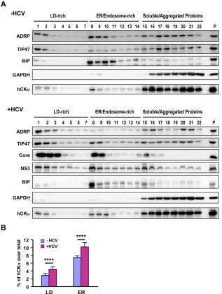FIG 6 HCV-induced increase in the distribution of hCKHuh7 cells were subjected to iodixanol-based OptiPrep density gradient ultracentrifugation