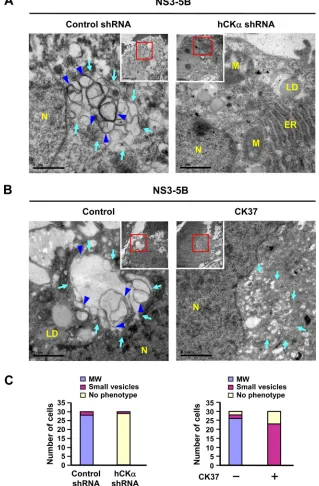 FIG 7 Abrogation of HCV-induced MW formation by hCKtransfected with pTM-NS3-5B and pWPI-T7-BLR, ﬁxed, and processed for TEM