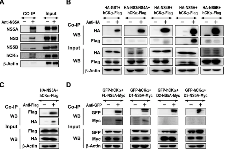 FIG8 Assessment of the interaction of hCK� with NS5A. (A) Huh7 cells coexpressing T7 RNA polymerase and NS3-NS5B were lysed and subjected to co-IP withan anti-NS5 MAb or an isotype-matched control mouse IgG