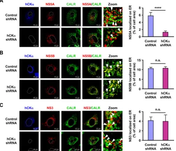 FIG 9 The effect of hCK� knockdown on ER localization of NS5A, NS5B, and NS3. The control and hCK� shRNA Huh7 stable cells were transfected withpTM-NS3-5B and pWPI-T7-BLR, and the cells were examined by confocal microscopy for ER localization of NS5A (A), 