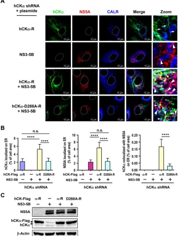 FIG 10 Analysis of the effect of hCK� activity on ER localization of hCK� and NS5A. (A) The hCK� stable knockdown Huh7 cells were cotransfected withpWPI-T7-BLR along with wild-type or D288A mutant hCK�-R plasmid in the presence or absence of pTM-NS3-NS5B a
