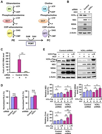 FIG 1 Involvement of hCKhCK(left panel) and Huh7 cells stably transduced with control or hCK� in HCV replication