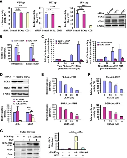 FIG 2 Requirement of hCK� for HCV RNA replication. (A) Huh7 cells transfected with control or hCK�- or CD81-speciﬁc siRNAs for 48 h were separatelyinfected with HCVpp generated from the genotype 1a H77 strain and genotype 2a JFH1 strain or with VSVpp, and 