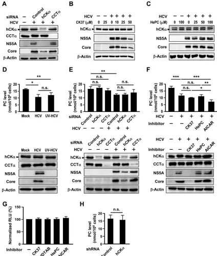 FIG 3 No apparent role of the CDP-choline pathway in HCV replication. (A) Huh7 cells remained untransfected or were transfected with the indicated siRNAs(bottom panel)