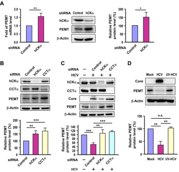 FIG 4 Effect of disruption of the CDP-choline pathway on PEMT expression. (A) PEMT mRNA and protein expression levels were determined in control andindicated siRNAs, and cell lysates were subjected to immunoblot analysis to determine the expression of the 