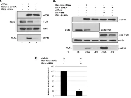 FIG 5 siRNA knockdown/rescue of ITCH regulates eVP40 VLP budding. (A) Western analysis of eVP40, endogenous ITCH, and actin in extracts and VLPs fromHEK293T cells mock treated or treated with the indicated siRNAs