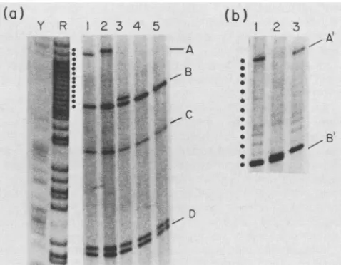 FIG.1.ofDNA+nucleotideSphI;(>ol)stop restriction Features of the viral DNA around the origin of strong- plus DNA