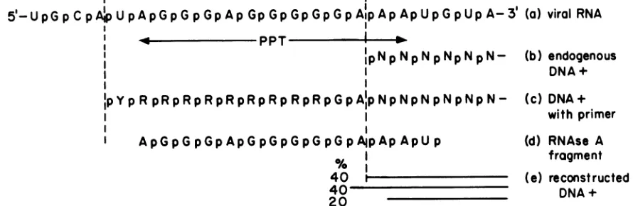 FIG. 4.theRNARNasePublished Features of the nucleotide sequence around the origin of strong-stop plus DNA