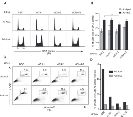 FIG 8 RNAi knockdown of Chk2 impairs apoptin-induced GSEM. (C) Representative ﬂow cytometric proﬁles of cells treated as for panel A and harvested and stained at 72 hpi with 7-AAD and PE annexin V