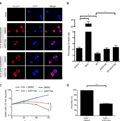 FIG 9 Inhibition of Chk activity in CAV-producing cells attenuates virus production and cytopathic effect