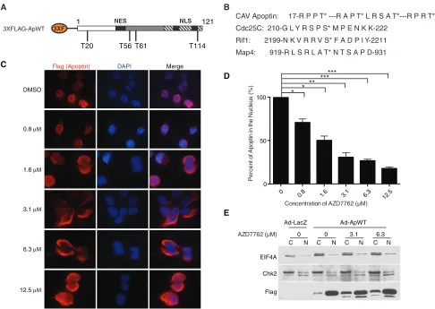 FIG 1 Treatment with the pan-Chk inhibitor AZD7762 impairs nuclear localization of apoptin in a dose-dependent manner