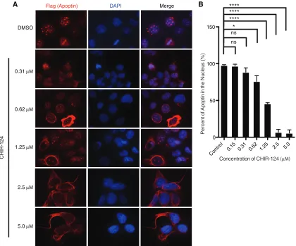 FIG 2 Treatment with a selective Chk1 inhibitor impairs nuclear localization of apoptin in a dose-dependent manner