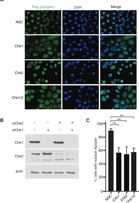 FIG 4 RNAi knockdown of Chk1/2 induces cytoplasmic localization of wild-type apoptin. (A) H1299 cells were transfected at low conﬂuence with theindicated siRNA duplexes and allowed to proliferate for 16 h