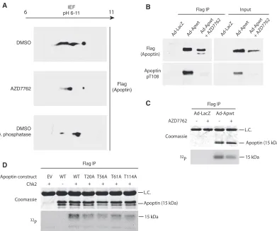 FIG 5 Apoptin is a checkpoint kinase substrate. (A) H1299 cells were infected with Ad-Apwt and treated with DMSO or 6.3for 15 min at 30°C