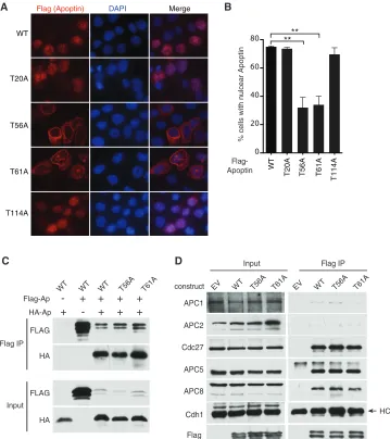 FIG 6 Mutation of Thr56 and Thr61 impairs nuclear localization of apoptin in H1299 cells