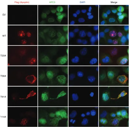 FIG 7 Mutation of Thr56 and Thr61 does not affect colocalization of the APC/C with apoptin