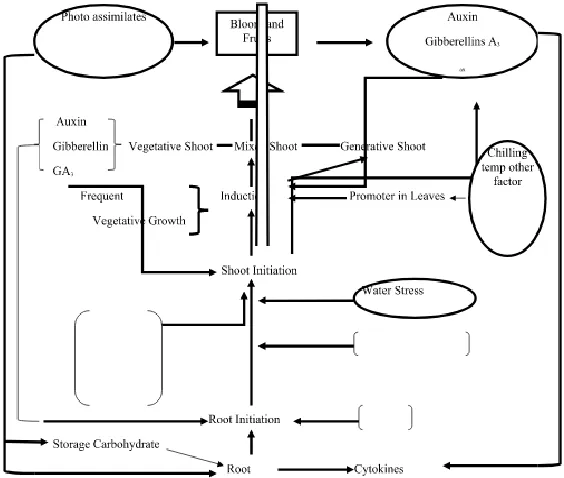 Figure 1. Devonport‟s (Modified by G.Venkatesan, 2018) Comprehensive conceptual Hormone Regulated  Flowering reproduction