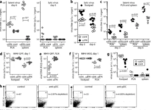 FIG 1 IFNAR blockade increases PLN and spleen infections by i.f. MuHV-4. (a) C57BL/6 mice given IFNAR-blocking antibody (infected i.f
