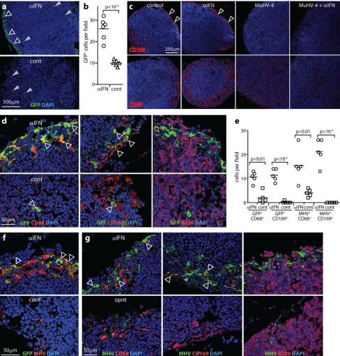FIG 2 IFNAR blockade increases SSM infection. (a) Mice given IFNAR-blocking antibody (One day later, PLN sections were stained for viral GFP