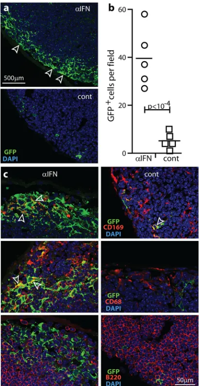FIG 3 IFN-I restricts SSM infection independently of viral lytic gene expres-with complementation