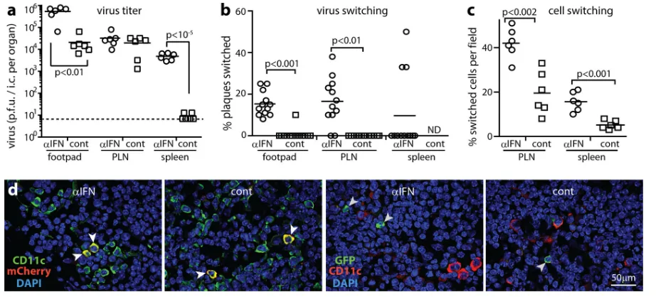 FIG 5 IFNAR blockade increases virus production in but not transfer from LysM� cells. (a) LysM-cre mice were given IFNAR-blocking antibody (�IFN) or not(cont) and then ﬂoxed color-switching MHV-RG (105 PFU i.f.)