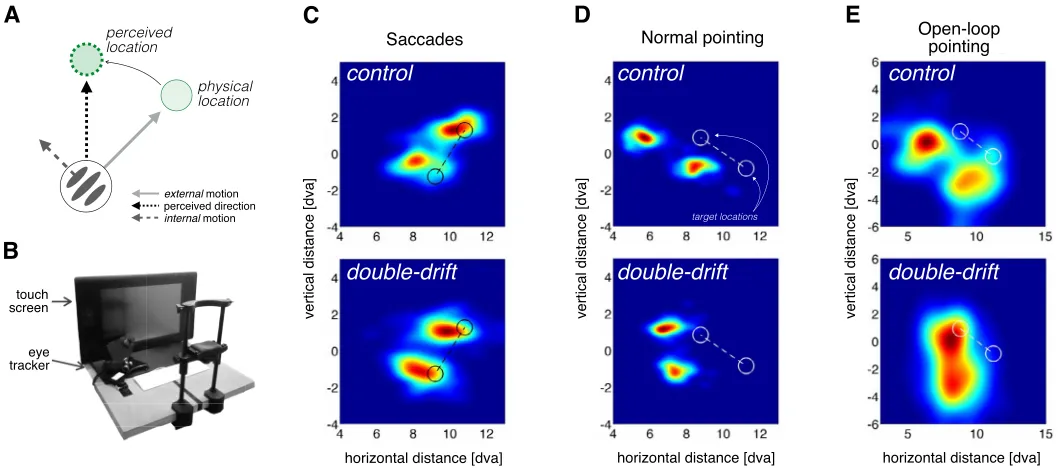 Figure 1. Stimuli, setup, and examples of distributions of pointing locations and saccade end points