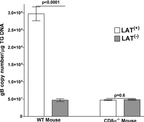 FIG 3 Virus titers in TG after ocular infection. WT C57BL/6 and CD8or WT HSV-1 strain McKrae [LAT��/�mice were infected ocularly with 2 � 105 PFU per eye of dLAT2903 [LAT(�)](�)] as described in Materials and Methods.Mice were euthanized on the indicated d