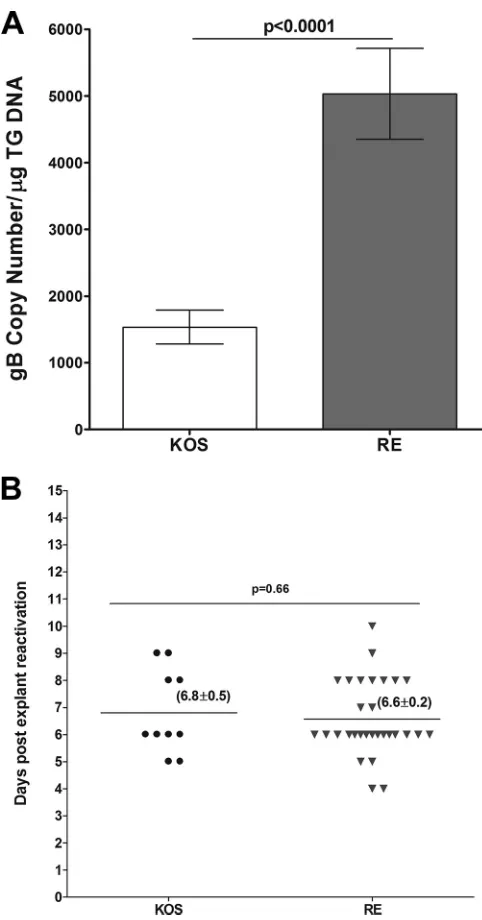 FIG 6 Level of latency and duration of explant reactivation following ocular