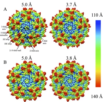 FIG 1 Cryo-EM reconstructions of wt-AAV2 and AAV2-R432A. Radially colored AAV2-R432A (A) and wt-AAV2 (B) density maps at medium (�5.0 Å) andhigh (3.7/3.8 Å) resolutions, respectively