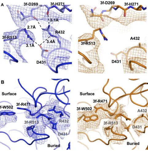 FIG 3 Residue level structural rearrangements in AAV2-R432A. (A) Intra-and inter-VP monomer interactions in wt-AAV2 structure (blue density meshand model) between R432 (on the reference VP monomer) with D431 (on thesame VP monomer), with 3f-D269 and 3f-H27