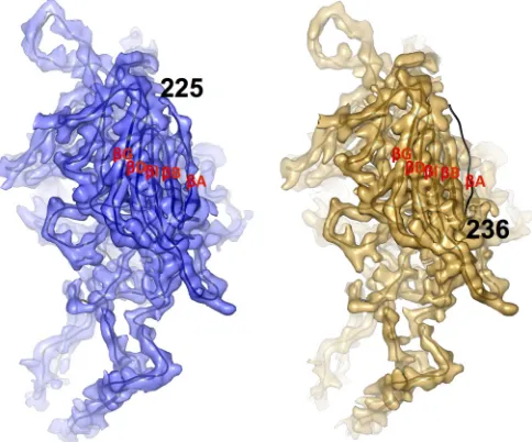 FIG 4 Location of capsid surface differences between wt-AAV2 and AAV2-R432A. R471 and W502 are highlighted in cyan at the base of the 3-fold protrusionon the 2-/5-fold wall