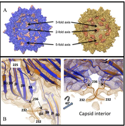 FIG 6 Wild-type AAV2 and AAV2-R432A structural changes at the 2-foldsymmetry axis seen at medium resolution
