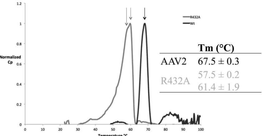 FIG 8 Stability of AAV2 and AAV2-R432A. Melting proﬁle for wt-AAV2 (in black) and AAV2-R432A (in gray)