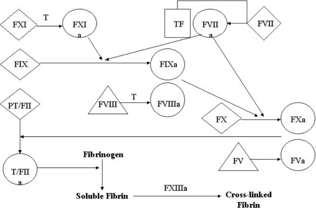 Figure 1.1- Coagulation cascade. 