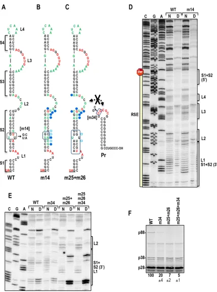 FIG 7 m14 and m25�m26 share similar structural alterations in the upper 3= S2 and lower L2 regions