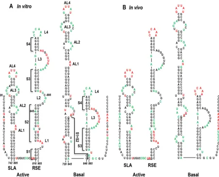 FIG 9 Proposed structure of the alternative, prominent RSE conformation. (A) WT SHAPE proﬁle for gRNA synthesized in vitro