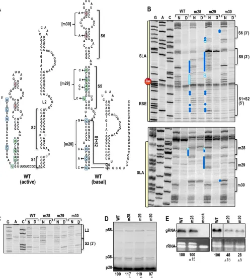 FIG 10 Extended SLA contains higher-order structure and is important for gRNA accumulation in vivo