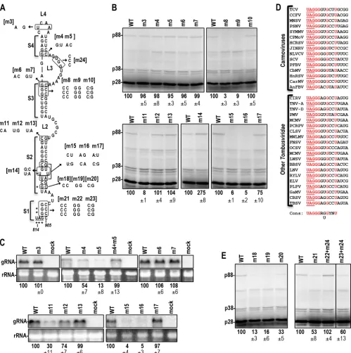FIG 3 Analysis of the TCV RSE. (A) Mutations generated in the RSE. Asterisks indicate residues conserved at the readthrough site throughout the(see panel D)