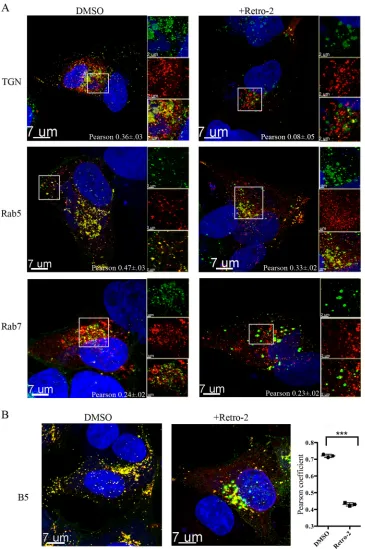FIG 8 Retro-2 prevents TGN localization of VACV F13 membrane protein. (A) HeLa cells grown on coverslips were transfected with plasmids expressing TGNP,Rab5, and Rab7 ﬂuorescent fusion proteins and 24 h later were infected with 3 PFU/cell of VACV expressin