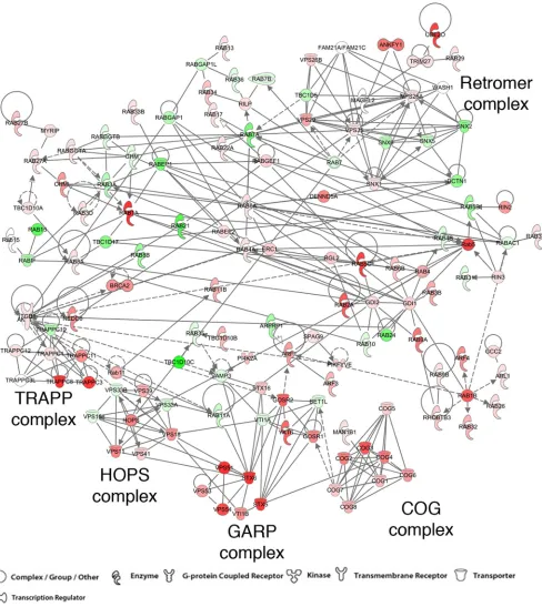 FIG 1 Interaction network of retrograde transport factors overlaid with siRNA hits. The 158 genes annotated in the endosome-to-Golgi retrograde trafﬁc category(GO:0042147)plushumanRabmembraneGTPasegenesandadditionalliterature-curatedgenesdesignatedtofuncti
