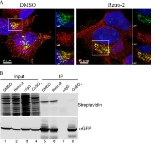 FIG 7 Palmitoylation of F13 occurs in the presence of Retro-2. (A) HeLa cells on coverslips were infected with 3 PFU/cell of VACV F13-GFP and after 1 hincubated with 100chemistry with alkyne-Alexa Fluor 594