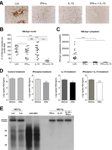 FIG 2 Synergistic antiviral effect of combined IL-15 and IFN-� treatment. (A) HBcAg protein expression in the liver, determined by IHC