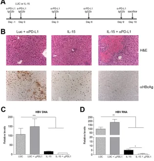 FIG 7 The combination of IL-15 therapy with PD-L1 blockade induces immune-mediated liver damage in HBVTg mice and a strong antiviral effect