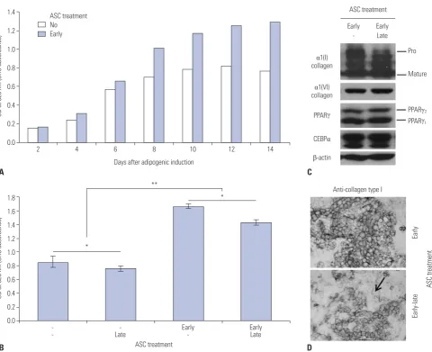 Fig. 1. Long-term effect of ASC on adipogenesis of 3T3-L1 mouse preadipocytes. (A) Graphical demonstration of long-term adipogenesis with or with-out ASC by ORO staining