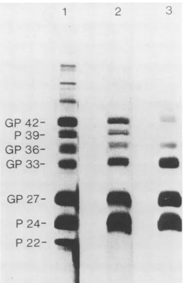 FIG.1.filamentspurifiedcarbonic(68SamplesSize12% Protein composition of HBV particles (lane 1), HBsAg (lane 2), and 20-nm particles (lane 3)