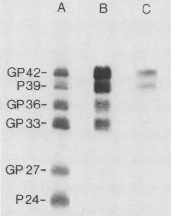 FIG. 4.(lanefilamentselectrophoresiswithstainedwith Immune staining of HBV surface proteins with anti-P24 A), anti-GP33 (lane B), and MA18/7 (lane C)