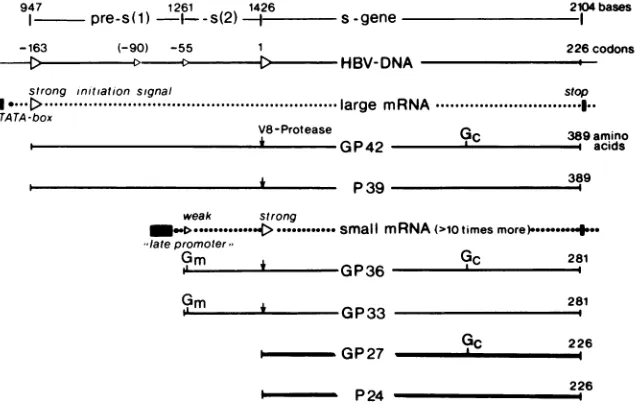 FIG. 6.eddifferentimmune5,stainedGP36in and panel Different sizes of GP42 and P39 in HBsAg samples of subtypes